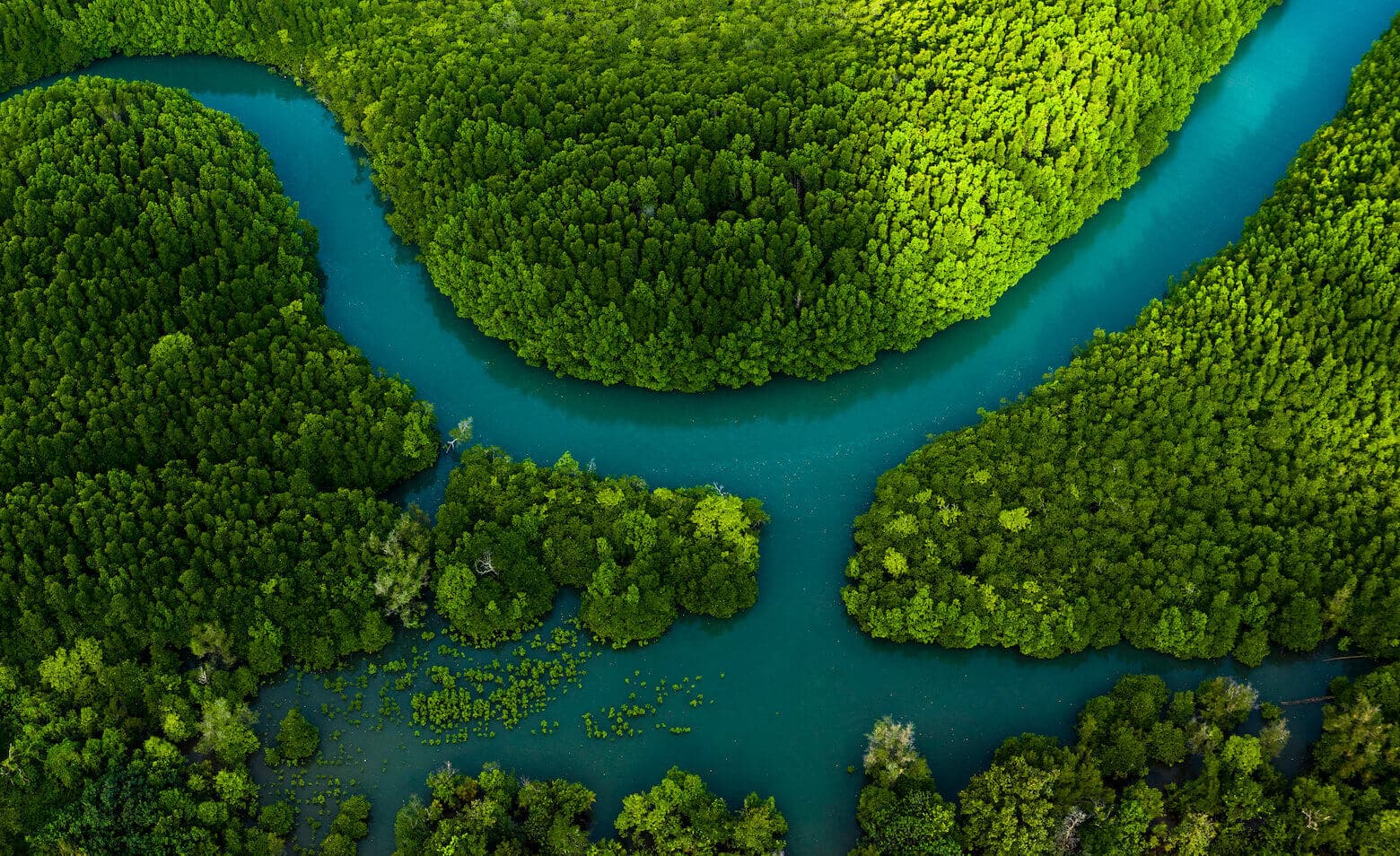 nature Aerial image of trees and rivers.