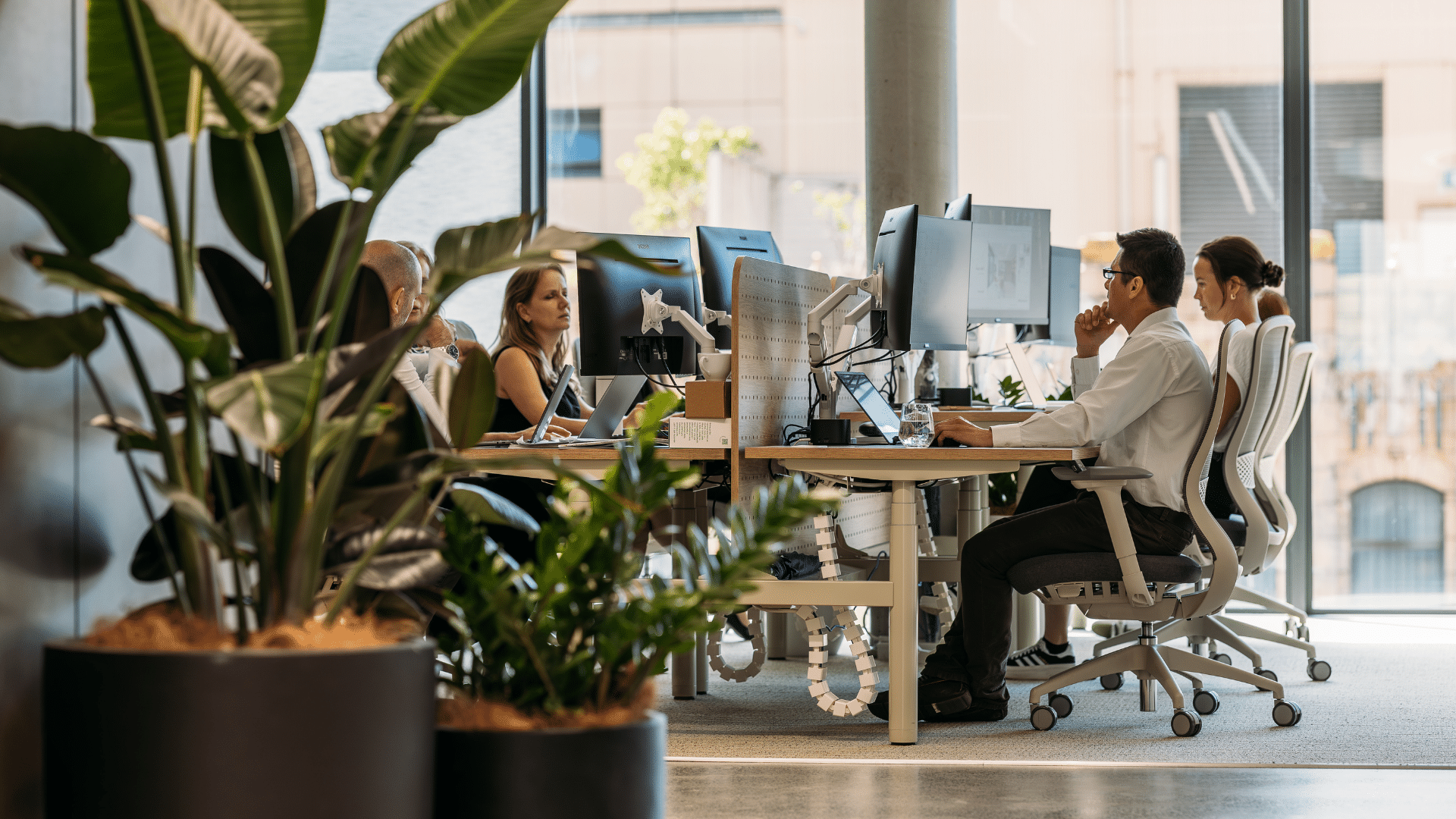 Workstations with colleagues working and collaborating, full height window with natural light and plant in the reception area